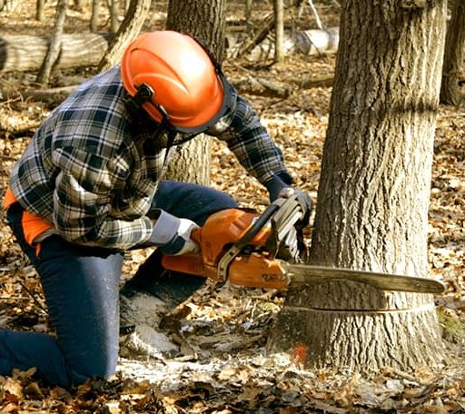 Tree Removal in Kensington, MD